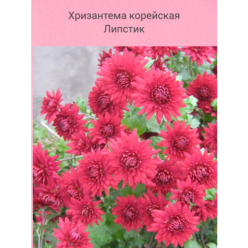 ������ ������ ���������� ��������� ������� ����