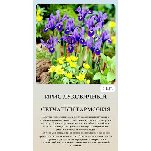 ������ ������ ���� ���������� �������� ����������� �������� ����