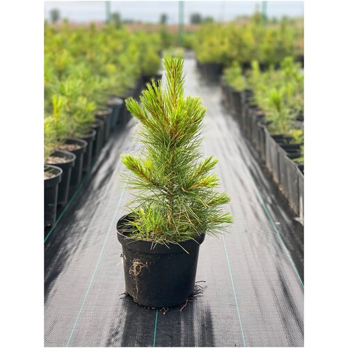 ������ ������ ������� ����� (����� ��������� ��������) �������� ����������� ����