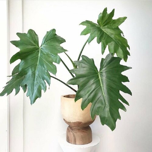������ ������ ����������� �������, Philodendron Lacerum, ������ ����