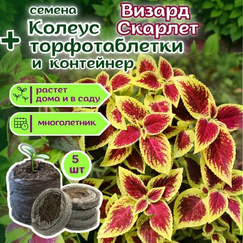 ������ ������ ������ ����������� ������ �������, ������ + �������� �������� Jiffy � �������, 5 �� ����