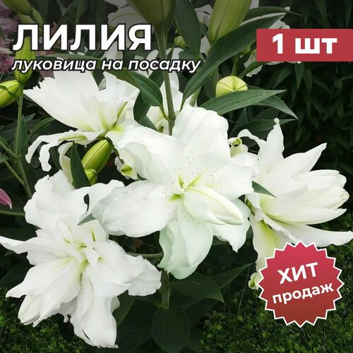 ������ ������ �����, �������� ����� 