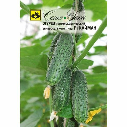 ������ ������ ������ ������ ������ F1 ����. (�����) 10�� ����