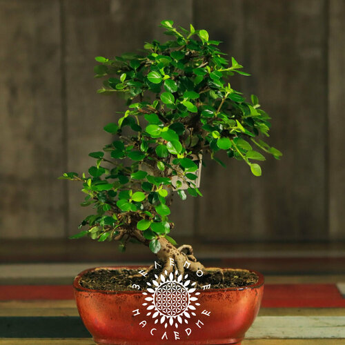 ������ ������ ������ ��������� ������� (������) (���. Cotoneaster serotinus) 20�� ����