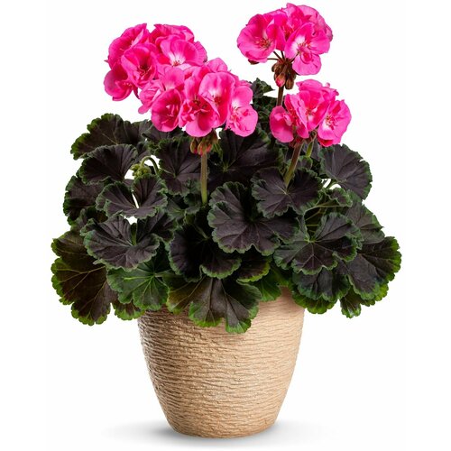 ������ ������ ���������� (������) ������ ���� ������, ��������� �����������, ������ � ������ ������, ����� ������ ������� ���, 4 �� ����� ����