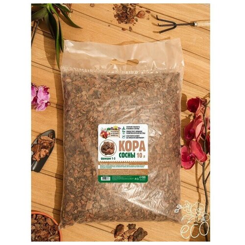 ������ ������ ���� ����� 