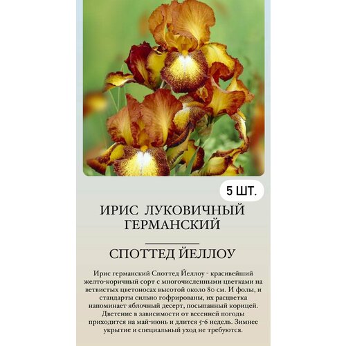 ������ ������ ���� ���������� �������� ����������� �������� ����