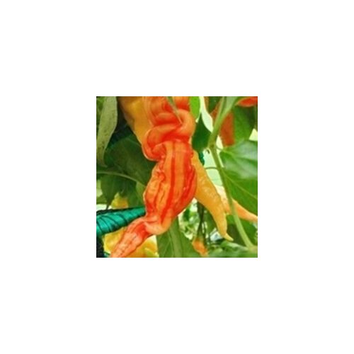 ������ ������ ������ ������ ����� Sugar rush stripely, 5 ����� + ������� ����