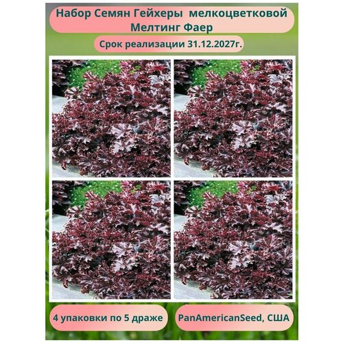 ������ ������ ������� ������� ���� 4 �������� �� 5 �����, PanAmericanSeed, ��� ����