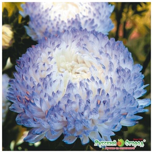 ������ ������ ������. �����. ����� 