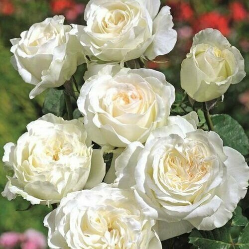 ������ ������ ���� ���������� ������ 2 �� ����