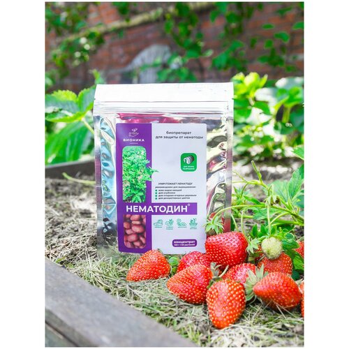 ������ ������ ���������, ������ ��������, 100 �� ����