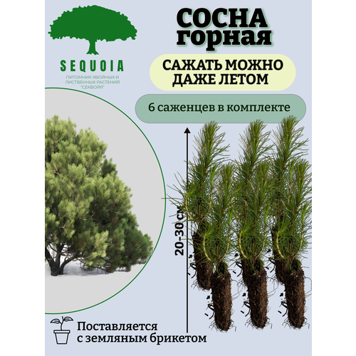 ������ ������ ����� ������ 6 �������� ����