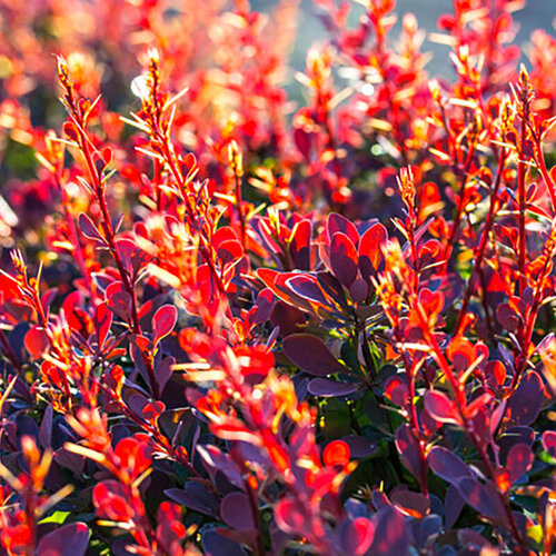 ������ ������ �������� �������� ��������������� �����, ������, 20 �� ����