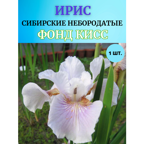 ������ ������ ���� �������� ���� ����, ����������� ����� ����