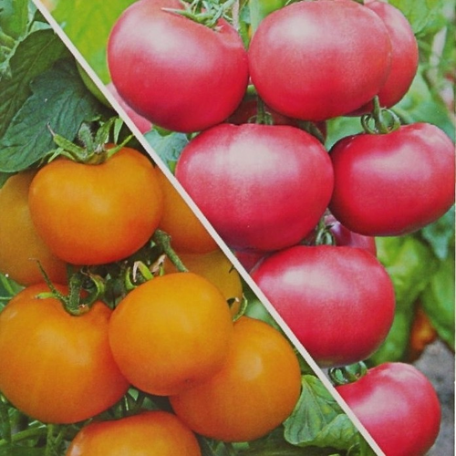 ������ ������ ������ ����� �������� ������� �����, 0.05 � ����