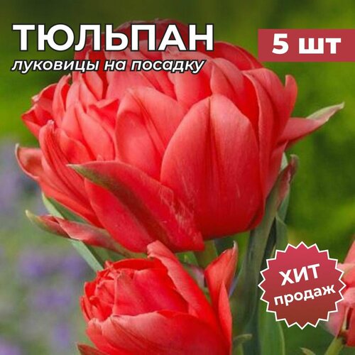 ������ ������ �������� �������� �� ������� 