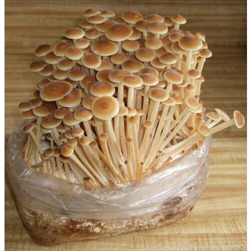 ������ ������ ������ / �������� �������� ����/ ������� ���� ����