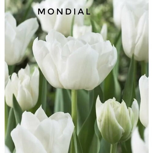 ������ ������ �������� ����������� , �������� ���� MONDIAL ����� (5 ����) ����