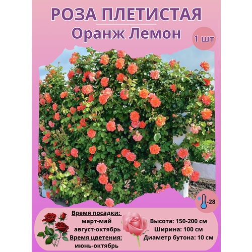 ������ ������ ���� ��������� ����� �����, ����������� ����� ����