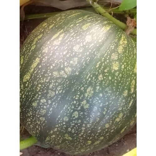 ������ ������ ������ ����� ��������� ���������� ����