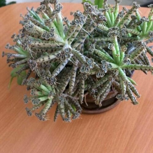 ������ ������ �������� �������������, Kalanchoe Tubiflora, ������ ����