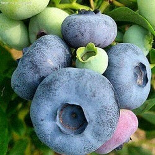 ������ ������ �������� ������� ������������ 2-� �����, � ������ 30-40 �� ����