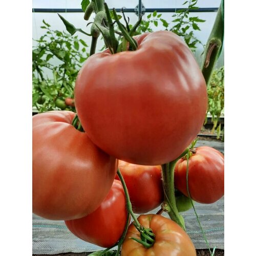 ������ ������ ������������� ������ ������ �- ������ ����