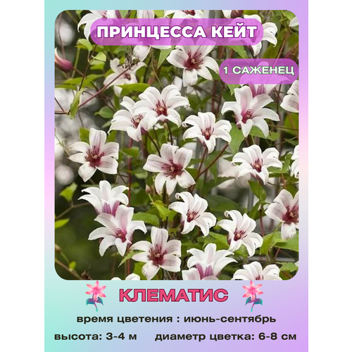 ������ ������ �������� ��������� ���� ����