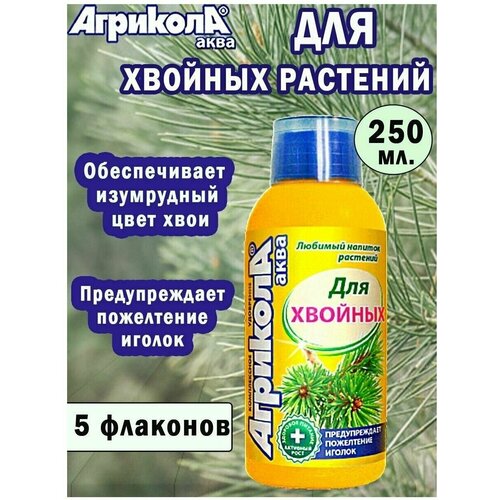 ������ ������ ��������� �������� ���� ��� ������� �������� 250 ��. 5 �� ����