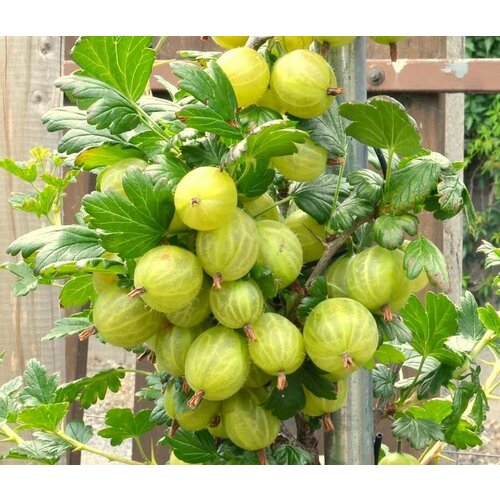 ������ ������ ��������� ����������� ��������, C3 (2 ����) (1 ������� � ������ 3 �.) ����