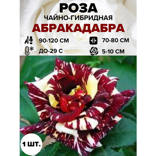 ������ ������ ���� ����������� �����-��������� 1 ��. ����