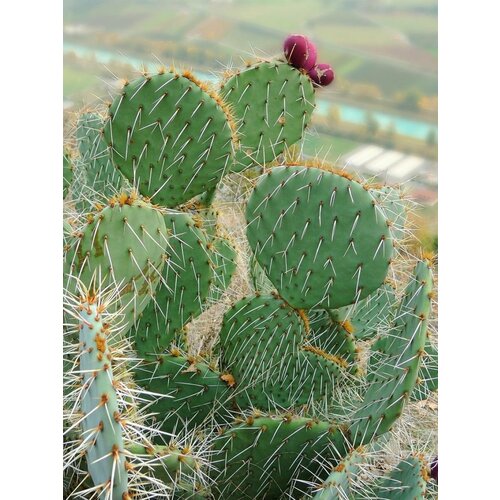 ������ ������ ������ ������ ������� ����������� (Opuntia engelmannii), 5 ���� ����