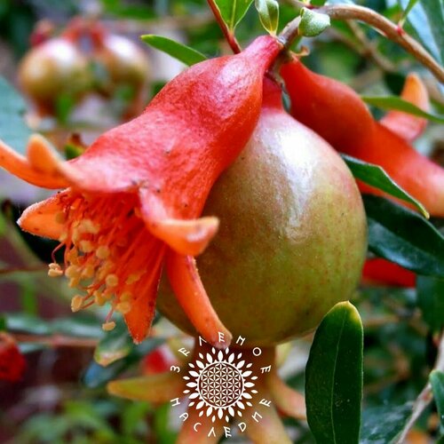������ ������ ������ ������ - ���������� ������ (���. Punica granatum) 25�� �� Green Legacy ����