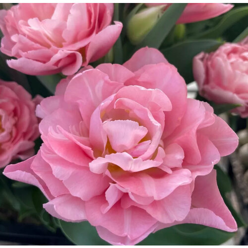 ������ ������ �������� ����������� , �������� ���� DREAMER (5 ����) ����