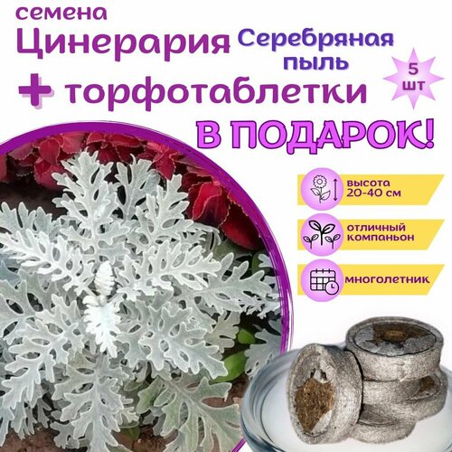 ������ ������ ��������� ������� ����, ������ + �������� �������� Jiffy � �������, 5 �� ����