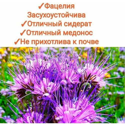 ������ ������ ������� ������������ 200 ��, ������, �������, �������, �������� ������ � ������, 100%��������� ����