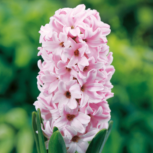 ������ ������ ������� FONDANT (4 ��������) ����