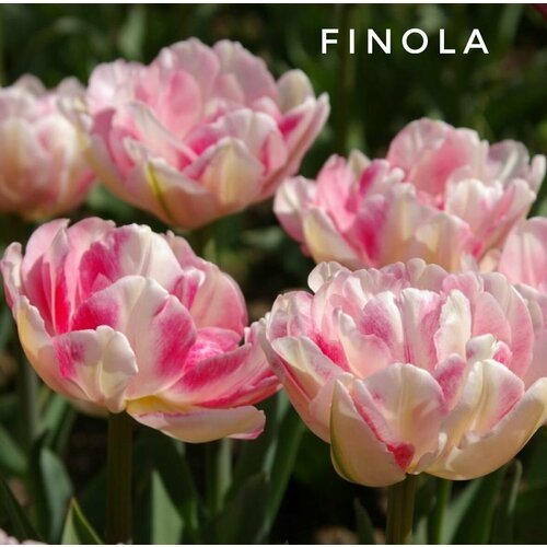 ������ ������ �������� ����������� , �������� 12+ ���� FINOLA ����-������� (5 ����) ����