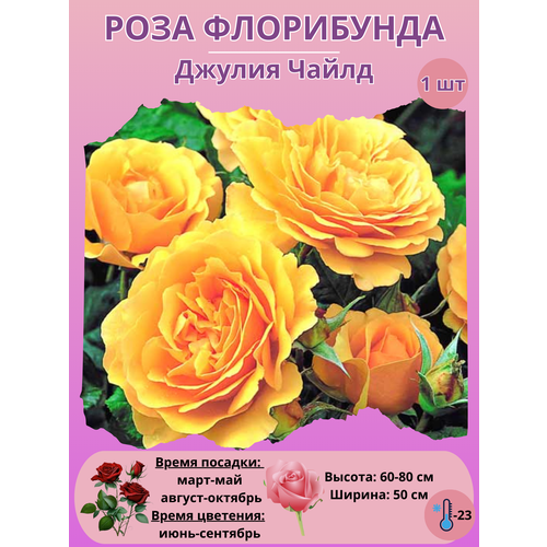 ������ ������ ���� ���������� ������ �����, ����������� ����� ��� ���� ����