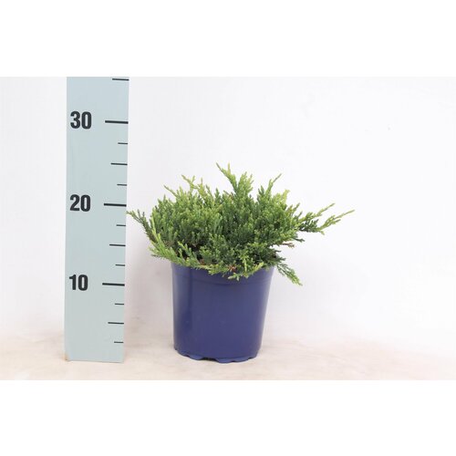 ������ ������ ������������ �������������� 