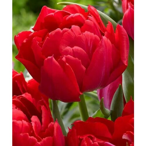 ������ ������ �������� ����������� , �������� ���� FIRST PRICE ( 8 ���� ������ ) ����