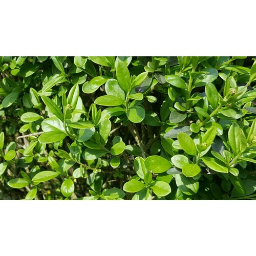 ������ ������ �������� - ������ ���������� ��� �������� ����� �������� 50+ ��. � ������� ����