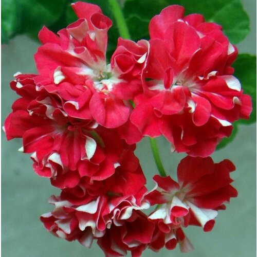 ������ ������ ������ ���������� ��������� �������� ������� 4 �� (1 �������� (O)) ����