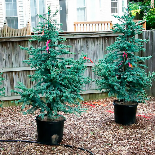 ������ ������ ���� ��������� �������, ������, 10 �� ����