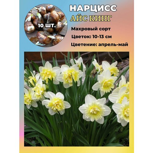 ������ ������ ������� ��������, ����������� ���������� �����, 10 ��. ����