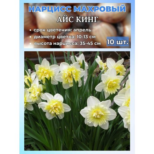 ������ ������ ������� ��������, �������� 10 ���� ����