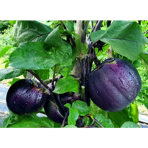 ������ ������ ������ �������� ������� ������� (Nagaoka Kinchaku) / Seeds And Goods / � �������� zip-lock ��� ���������� 15 ����� ����