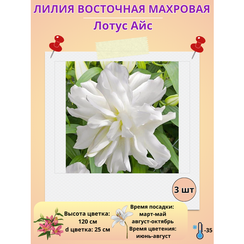 ������ ������ ����� ��������, ��������� ����� ���, ����������� ����� ����