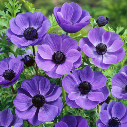 ������ ������ �������� ������� MR. FOKKER ( 10 �� ) ����